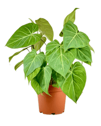 Philodendron Gloriosum - Potted plant - POTT - PHIL - GRW - 5342 - Tumbleweed Plants - Online Plant Delivery Singapore