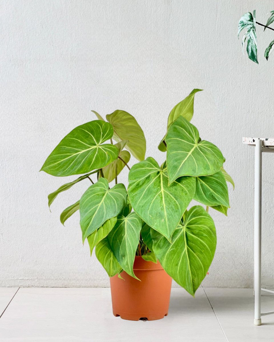 Philodendron Gloriosum - grow pot - Potted plant - Tumbleweed Plants - Online Plant Delivery Singapore