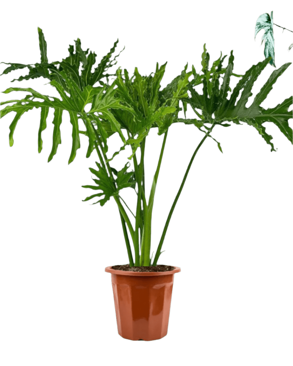 Philodendron Hope in a grow pot