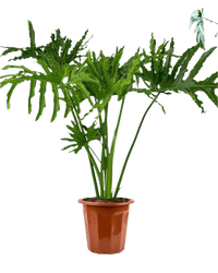 Philodendron Hope in a grow pot