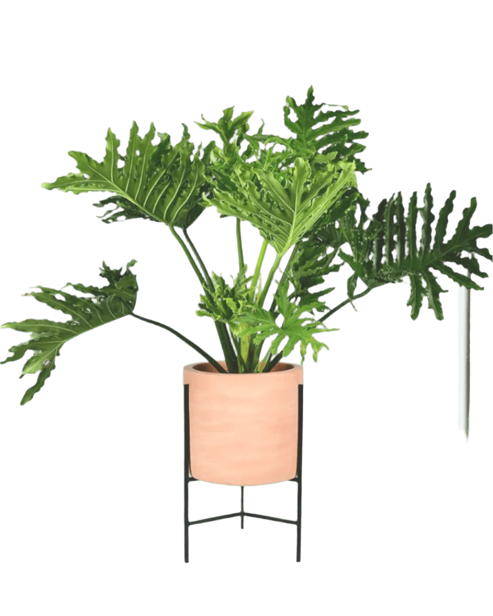 Philodendron Hope paired with sedona stand