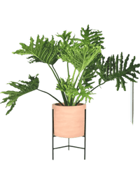 Philodendron Hope paired with sedona stand