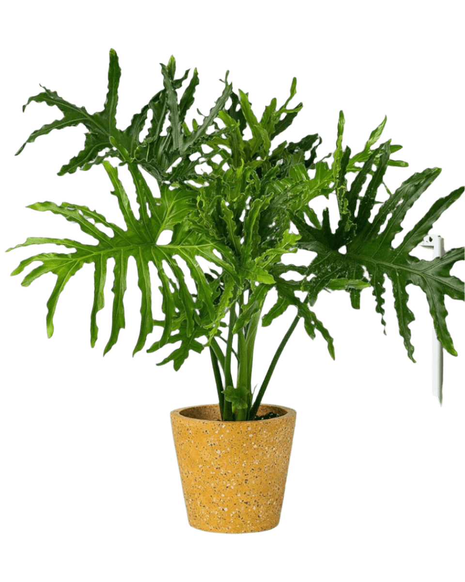 Philodendron Hope paired with terrazzo pot yellow