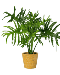 Philodendron Hope paired with terrazzo pot yellow