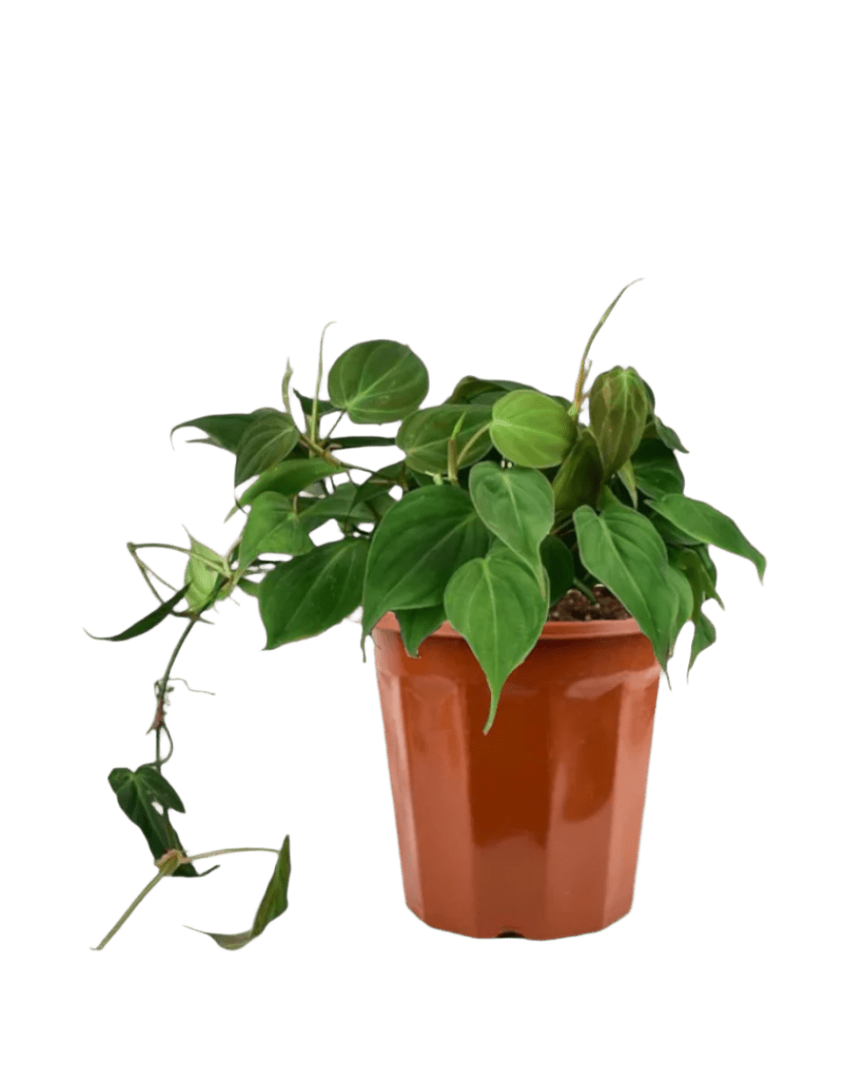 Philodendron Micans in a grow pot