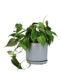 Philodendron Micans paired with little cylinder pot - grey (with tray)