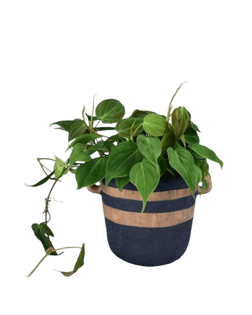 portafino planter - black