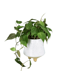 Philodendron Micans paired with UFO planter