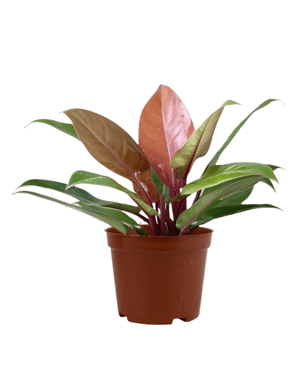 Philodendron Orange Congo - grow pot - Potted plant - Tumbleweed Plants - Online Plant Delivery Singapore