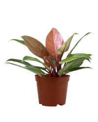 Philodendron Orange Congo - grow pot - Potted plant - Tumbleweed Plants - Online Plant Delivery Singapore