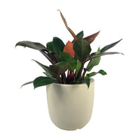 Philodendron Orange Congo Plant (0.6)