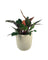 Philodendron Orange Congo Plant (0.6)