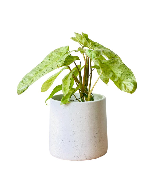 Philodendron Paraiso Verde (0.4m) - grow pot - Potted plant - Tumbleweed Plants - Online Plant Delivery Singapore