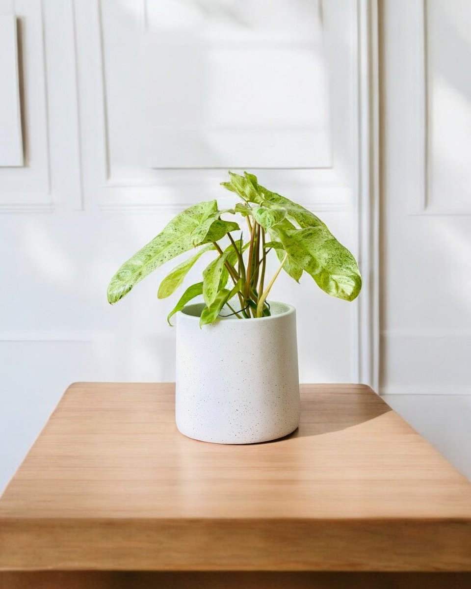 Philodendron Paraiso Verde (0.4m) - grow pot - Potted plant - Tumbleweed Plants - Online Plant Delivery Singapore