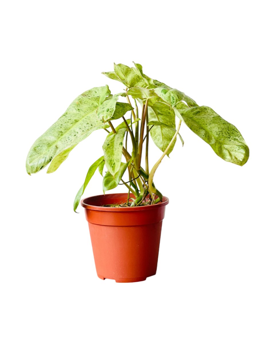 Philodendron Paraiso Verde (0.4m) - grow pot - Potted plant - Tumbleweed Plants - Online Plant Delivery Singapore