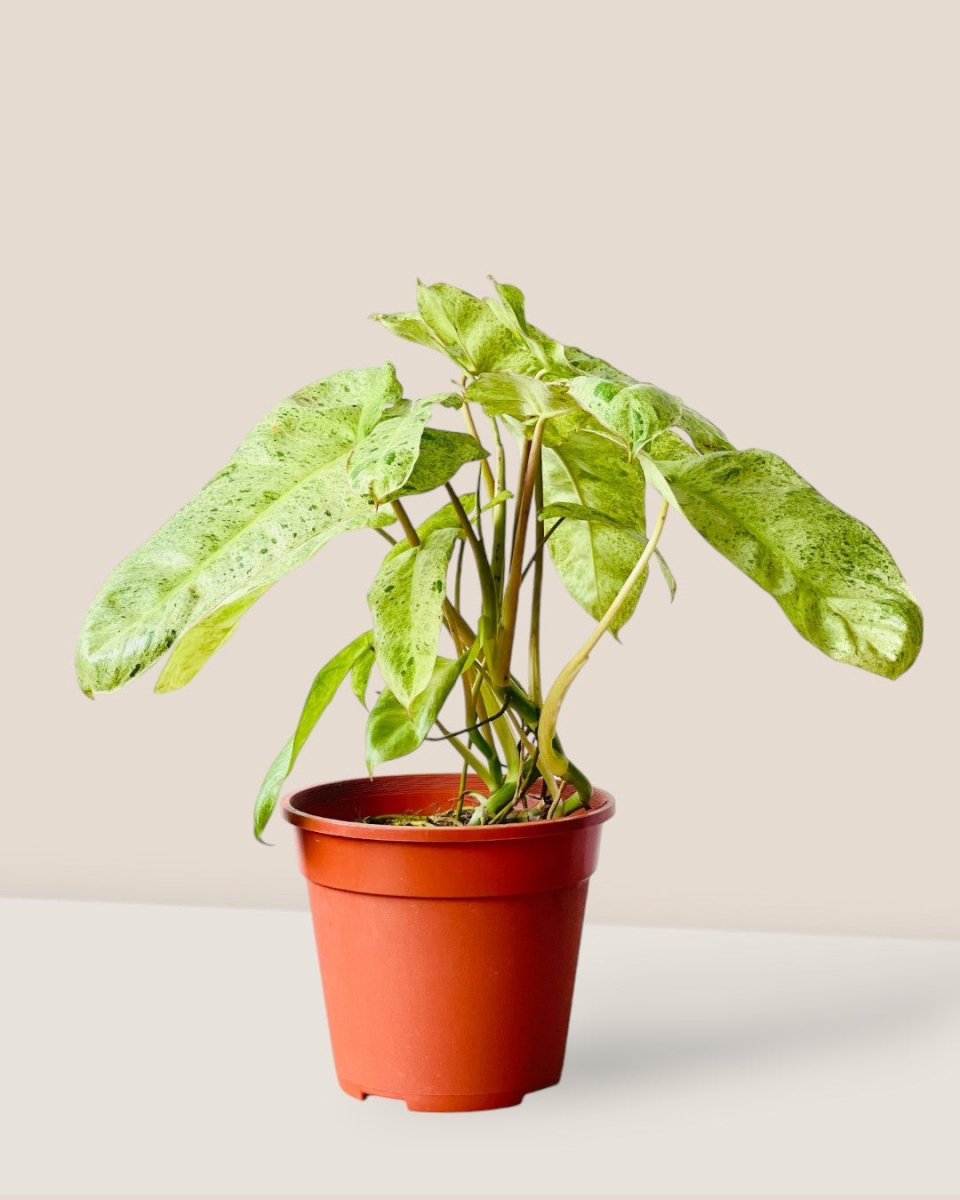 Philodendron Paraiso Verde (0.4m) - grow pot - Potted plant - Tumbleweed Plants - Online Plant Delivery Singapore