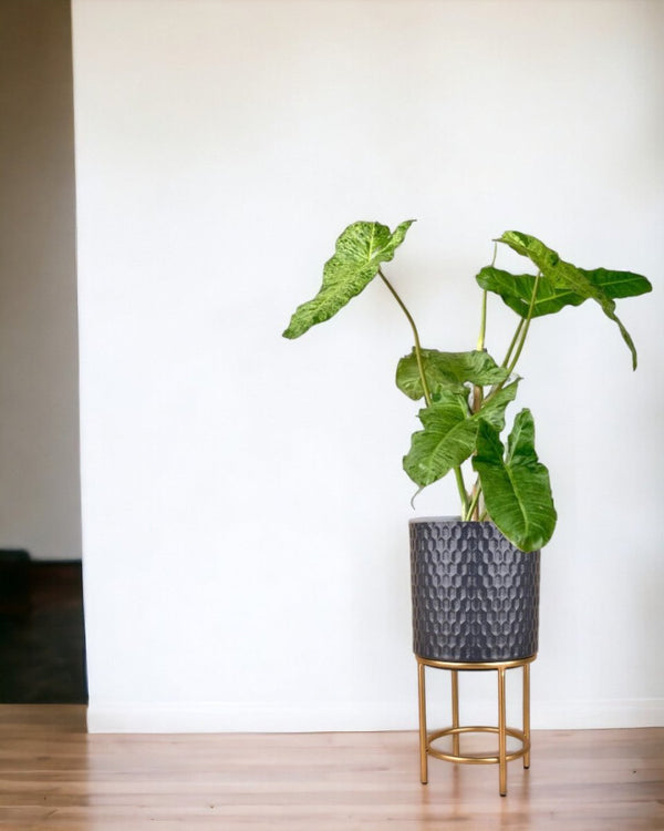 Philodendron Paraiso Verde - grow pot - Potted plant - Tumbleweed Plants - Online Plant Delivery Singapore