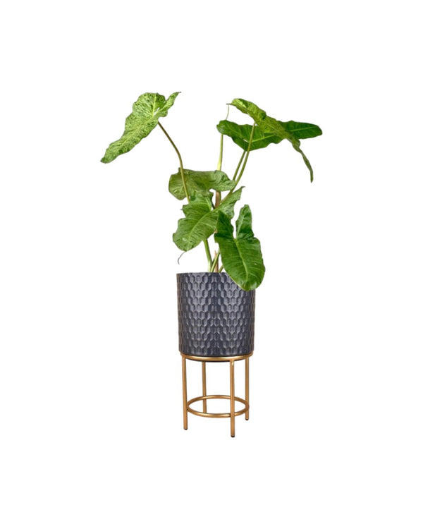 Philodendron Paraiso Verde - grow pot - Potted plant - Tumbleweed Plants - Online Plant Delivery Singapore