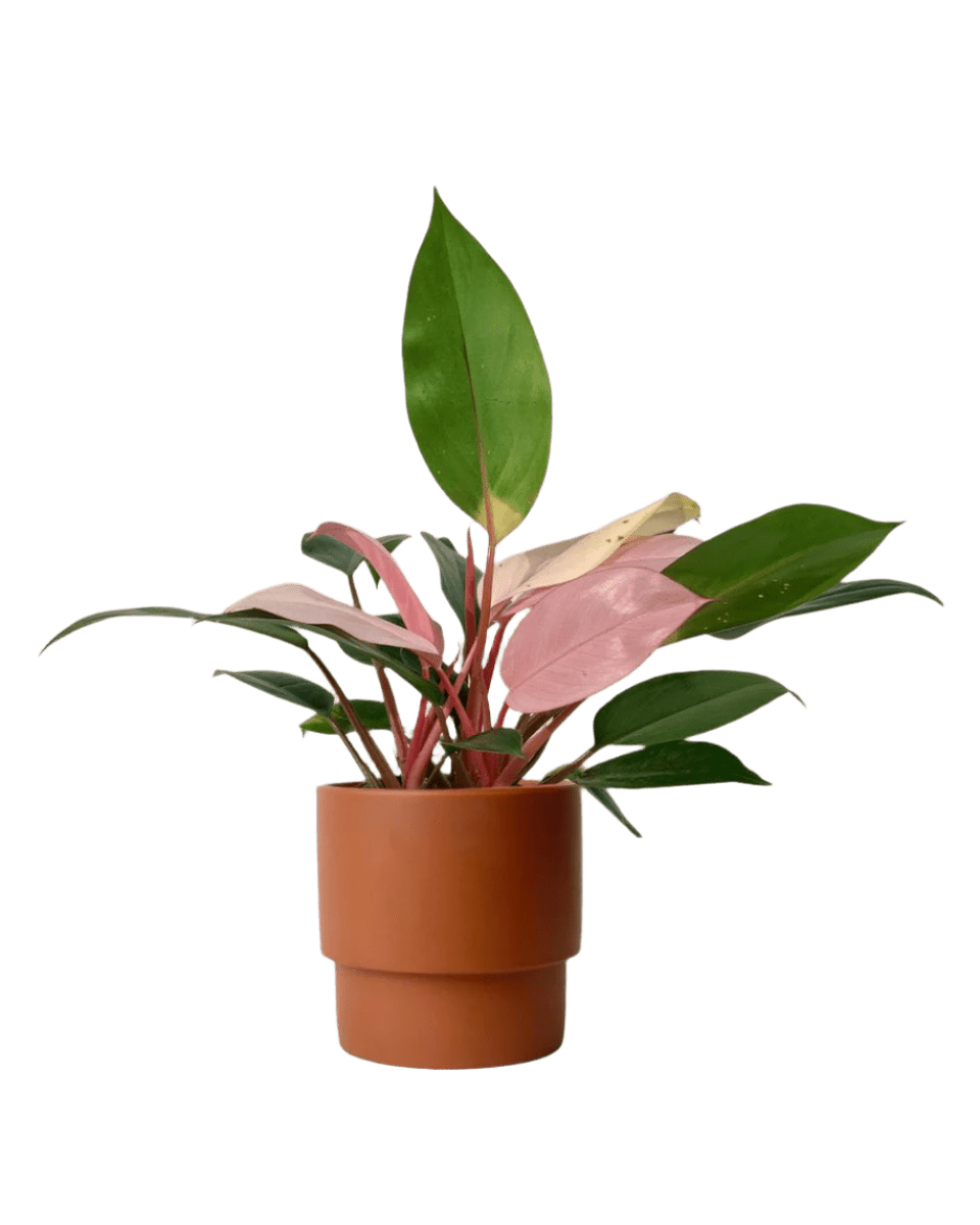 Philodendron Pink Congo paired with plinth pot - chestnut/large