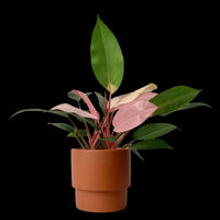 Philodendron Pink Congo