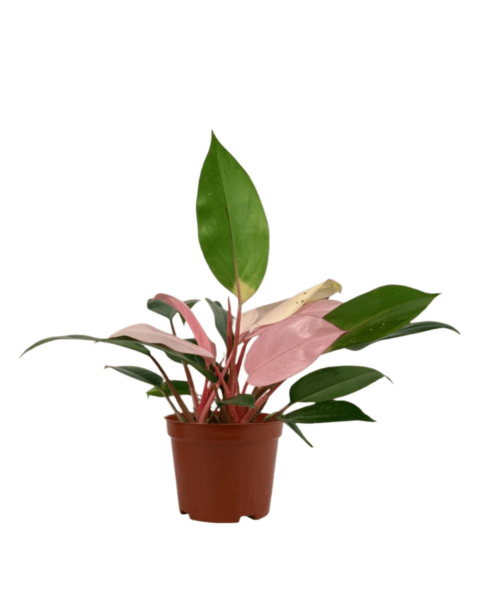 Philodendron Pink Congo in a grow pot