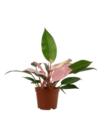 Philodendron Pink Congo in a grow pot