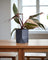 Philodendron Pink Princess