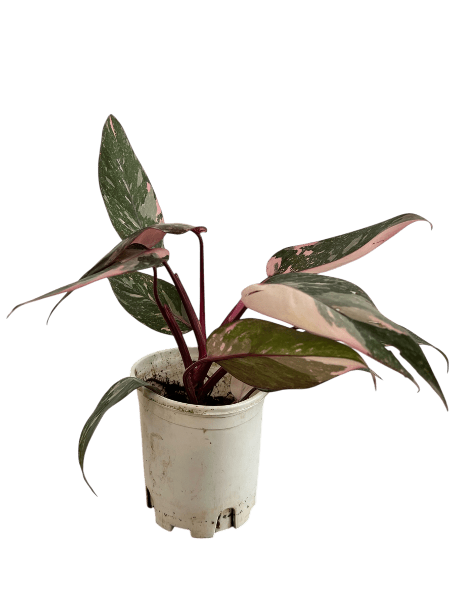 Philodendron Pink Princess - Potted plant - POTT - PHIL - GRW - 7387 - Tumbleweed Plants - Online Plant Delivery Singapore