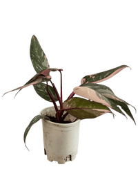 Philodendron Pink Princess - Potted plant - POTT - PHIL - GRW - 7387 - Tumbleweed Plants - Online Plant Delivery Singapore