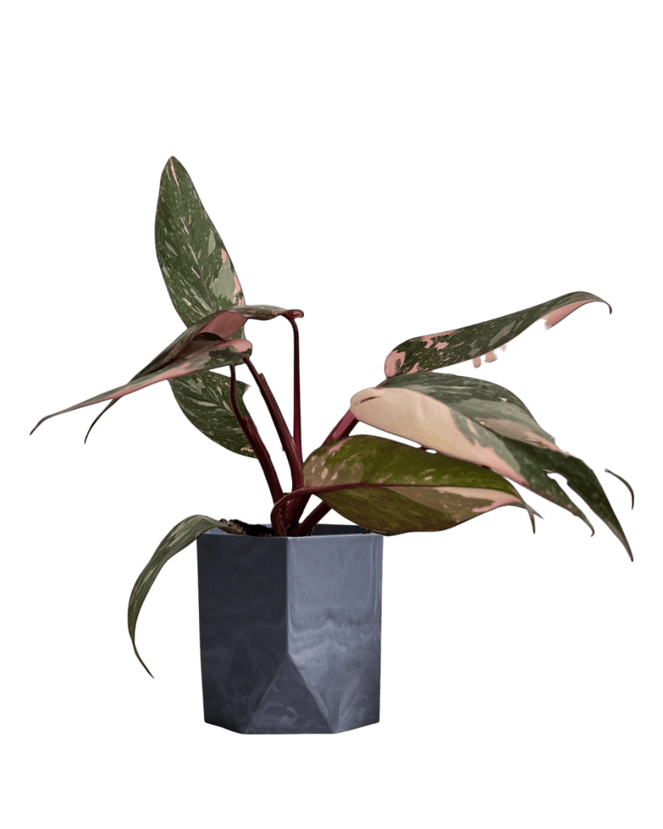 Philodendron Pink Princess - Potted plant - POTT - PHIL - GRW - 7387 - Tumbleweed Plants - Online Plant Delivery Singapore