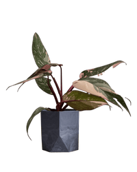 Philodendron Pink Princess - Potted plant - POTT - PHIL - GRW - 7387 - Tumbleweed Plants - Online Plant Delivery Singapore