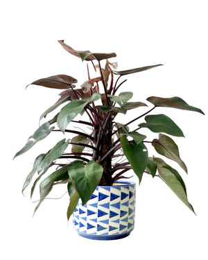 Philodendron Pink Princess (with coco stick) - arrow pot - Potted plant - Tumbleweed Plants - Online Plant Delivery Singapore