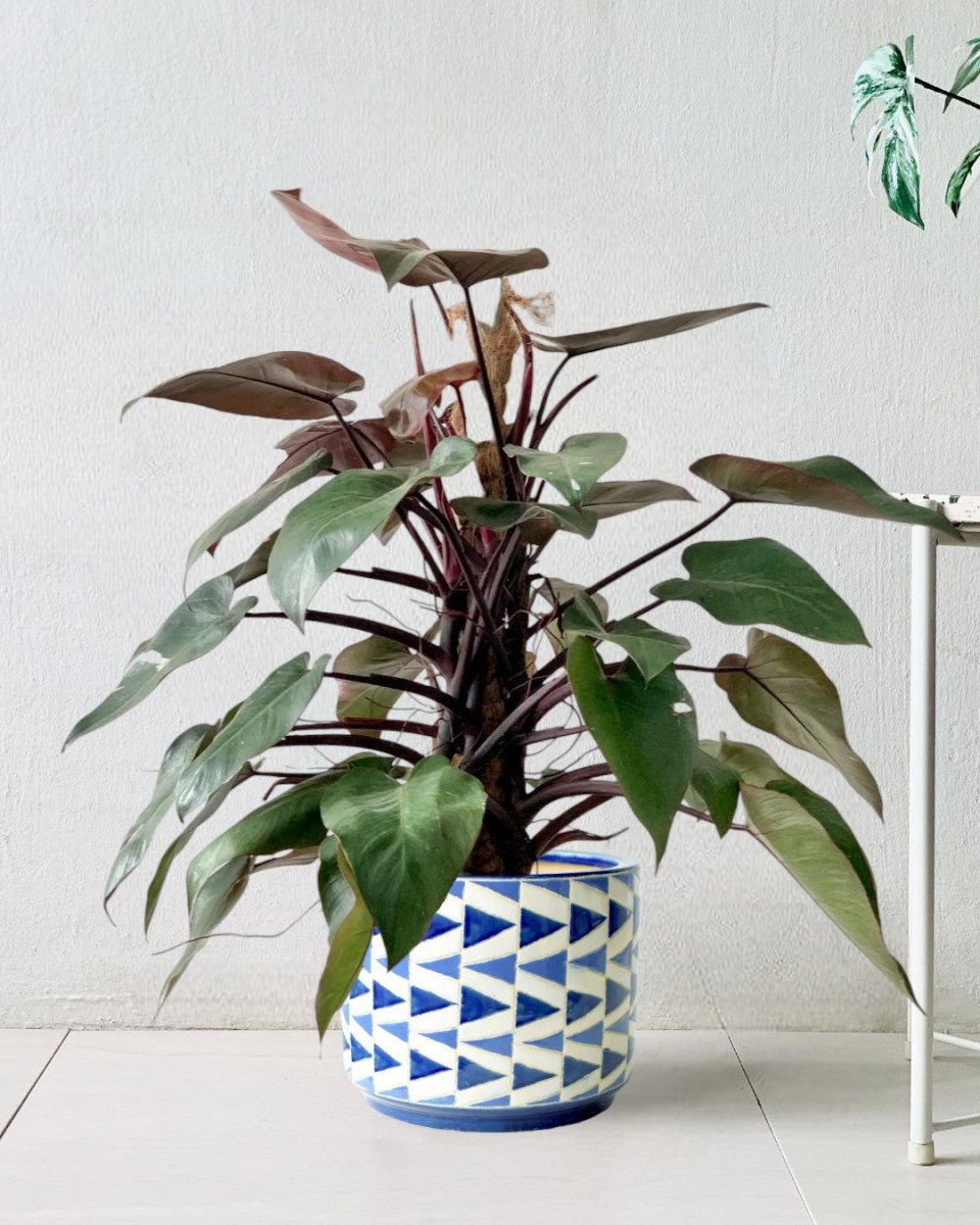 Philodendron Pink Princess (with coco stick) - arrow pot - Potted plant - Tumbleweed Plants - Online Plant Delivery Singapore