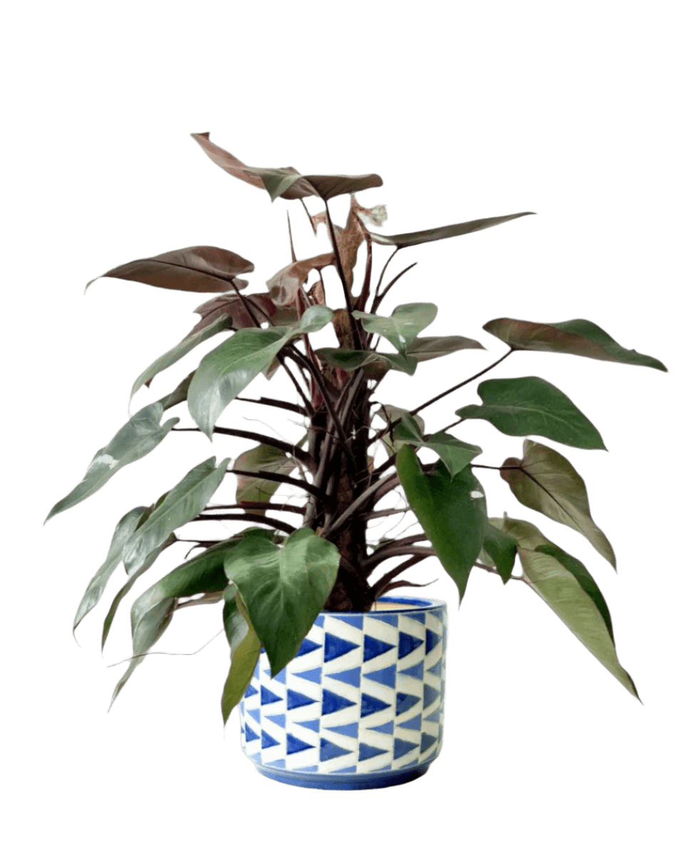 Philodendron Pink Princess (with coco stick) - Potted plant - POTT - PHIL - CRM - 5036 - Tumbleweed Plants - Online Plant Delivery Singapore