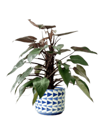 Philodendron Pink Princess (with coco stick) - Potted plant - POTT - PHIL - CRM - 5036 - Tumbleweed Plants - Online Plant Delivery Singapore