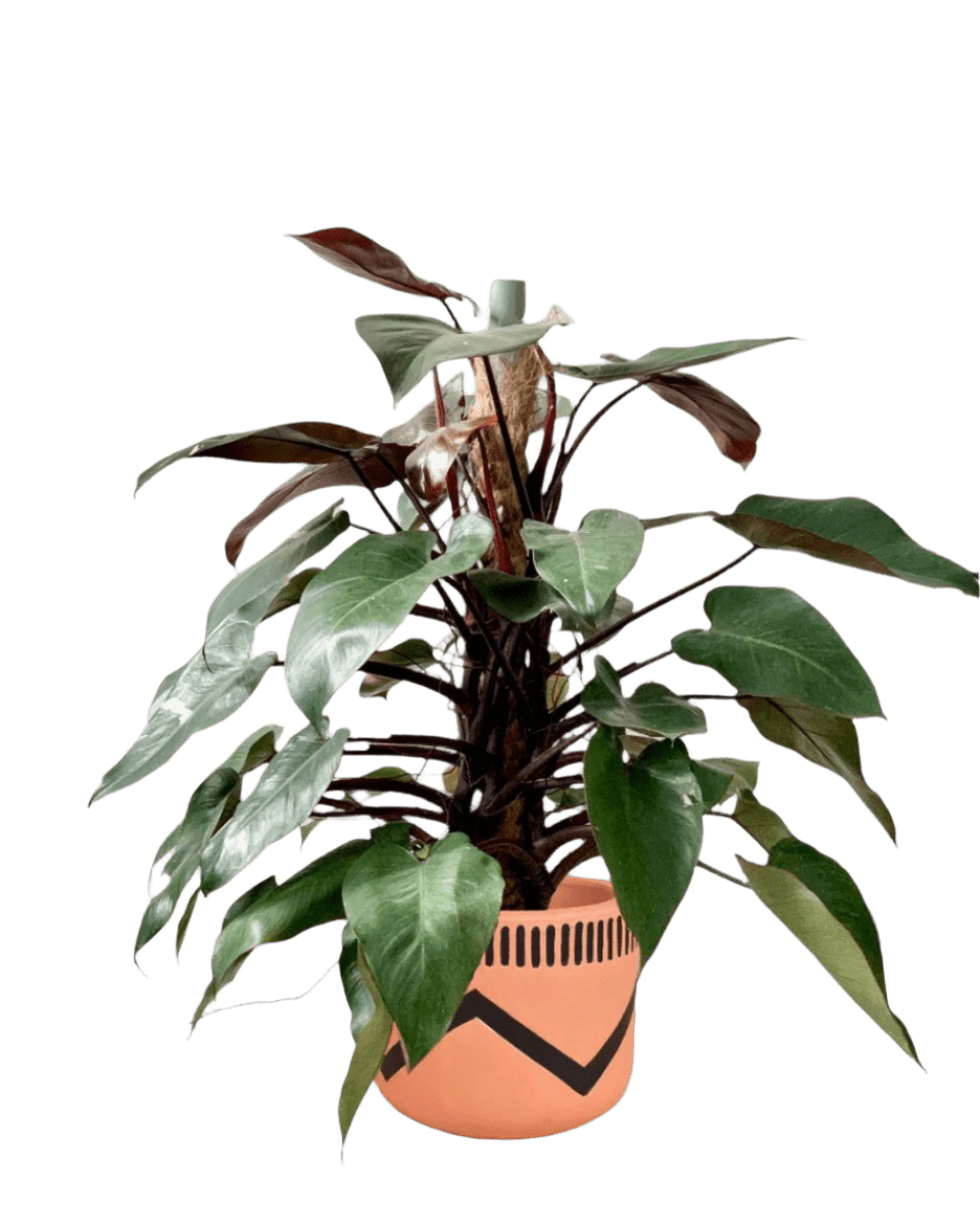 Philodendron Pink Princess (with coco stick) - Potted plant - POTT - PHIL - TCH - 5037 - Tumbleweed Plants - Online Plant Delivery Singapore