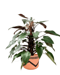 Philodendron Pink Princess (with coco stick) - Potted plant - POTT - PHIL - TCH - 5037 - Tumbleweed Plants - Online Plant Delivery Singapore