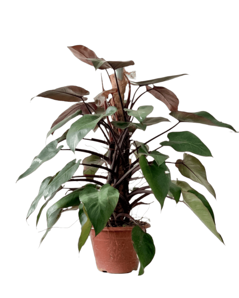 Philodendron Pink Princess (with coco stick) - Potted plant - POTT - PHIL - PLS - 5035 - Tumbleweed Plants - Online Plant Delivery Singapore