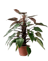 Philodendron Pink Princess (with coco stick) - Potted plant - POTT - PHIL - PLS - 5035 - Tumbleweed Plants - Online Plant Delivery Singapore