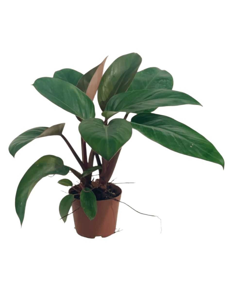 Philodendron Red Congo - Potted plant - JUST - PHIL - GRW - 5124 - Tumbleweed Plants - Online Plant Delivery Singapore