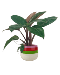 Philodendron Red Congo - Potted plant - JUST - PHIL - TRR - 5123 - Tumbleweed Plants - Online Plant Delivery Singapore