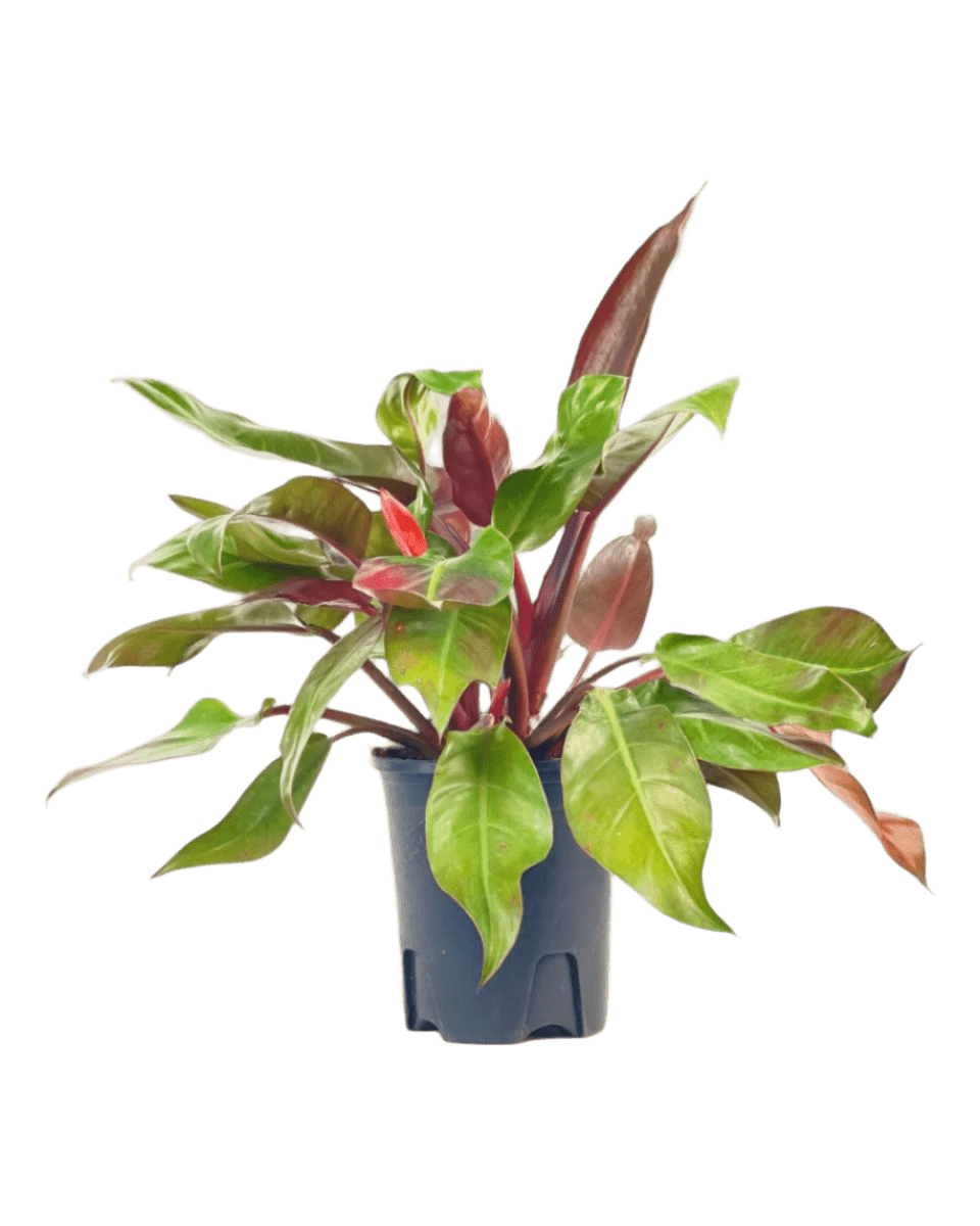 Philodendron Red Sun - Potted plant - POTT - PHIL - GRW - 5279 - Tumbleweed Plants - Online Plant Delivery Singapore