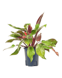 Philodendron Red Sun - Potted plant - POTT - PHIL - GRW - 5279 - Tumbleweed Plants - Online Plant Delivery Singapore