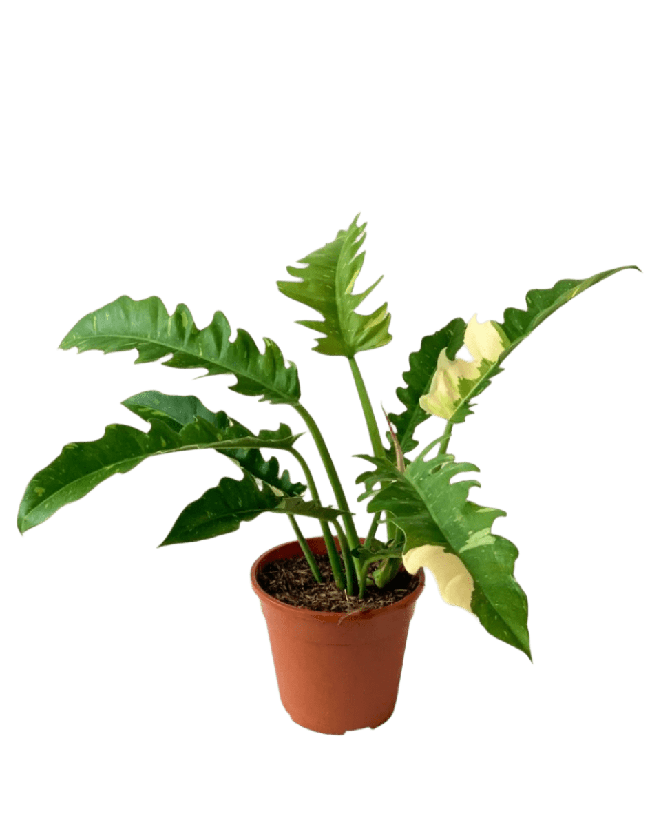 Philodendron Ring of Fire - Potted plant - GIFT - PHIL - GRW - 5198 - Tumbleweed Plants - Online Plant Delivery Singapore