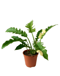 Philodendron Ring of Fire - Potted plant - GIFT - PHIL - GRW - 5198 - Tumbleweed Plants - Online Plant Delivery Singapore