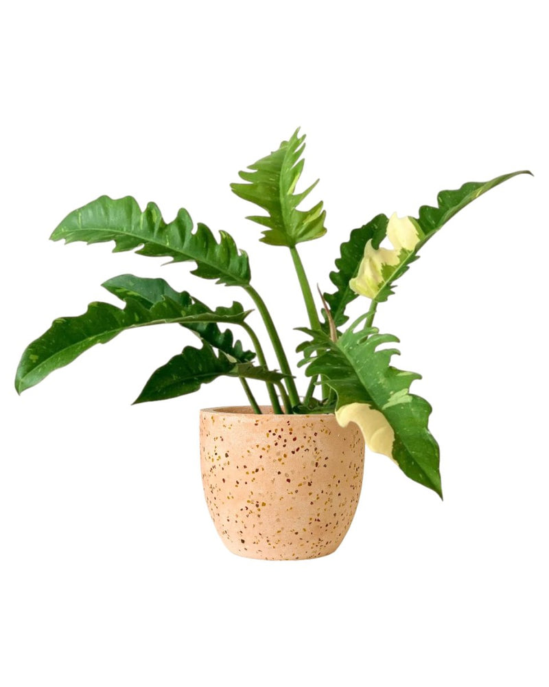 Philodendron Ring of Fire - grow pot - Potted plant - Tumbleweed Plants - Online Plant Delivery Singapore