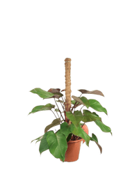 Philodendron Rojo Congo Plant - Potted plant - POTT - PHIL - GRW - 5752 - Tumbleweed Plants - Online Plant Delivery Singapore