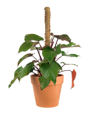 Philodendron Rojo Congo Plant - grow pot - Potted plant - Tumbleweed Plants - Online Plant Delivery Singapore