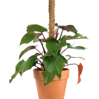 Philodendron Rojo Congo Plant