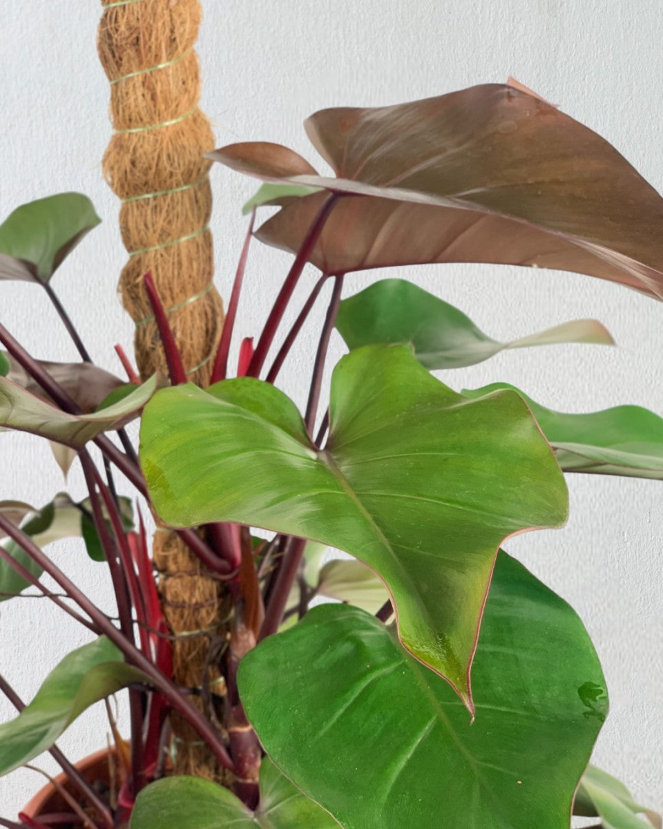Philodendron Rojo Congo Plant - grow pot - Potted plant - Tumbleweed Plants - Online Plant Delivery Singapore